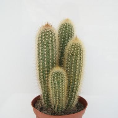 Pilosocereus chrysosthele